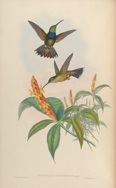 Sternoclyta cyanopectus by John Gould